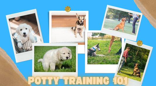 dogs potty training