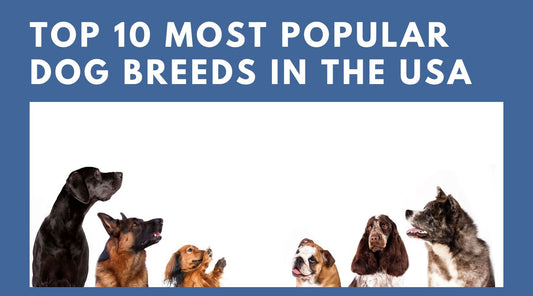 Top 10 Most Popular Dog Breeds in the USA