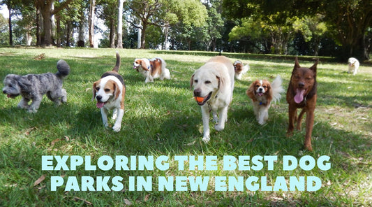 Unleash the Fun: Exploring the Best Dog Parks in New England
