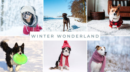Six different dog breeds dressed in winter gear, wearing hats and scarves, playing in the fluffy white snow - Doggy Style Blogs