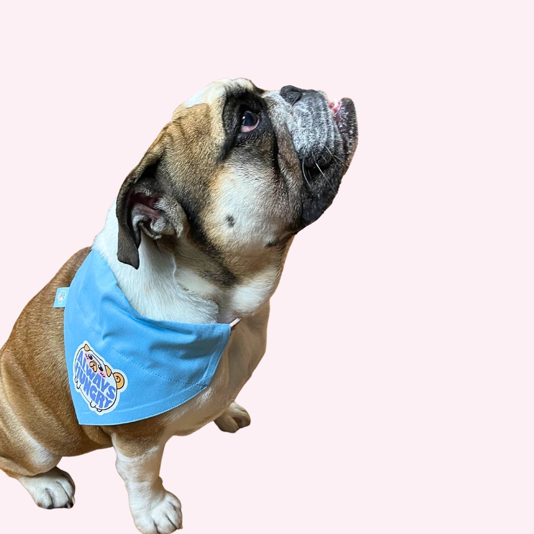 Bandana - "Always Hungry" on Dog Photo  - Doggy Style Pet Accessories