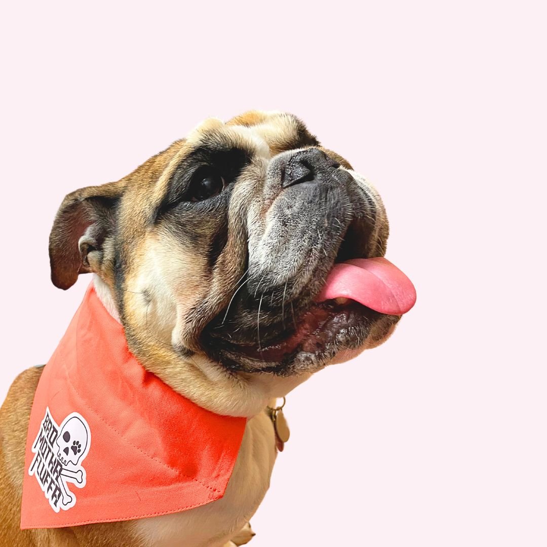 Bandana - "Bad Motha Fluffa" On Dog Photo - Doggy Style Pet Accessories