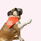 Bandana - "Warning Sloppy Kisser" On Dog Photo - Doggy Style Pet Accessories
